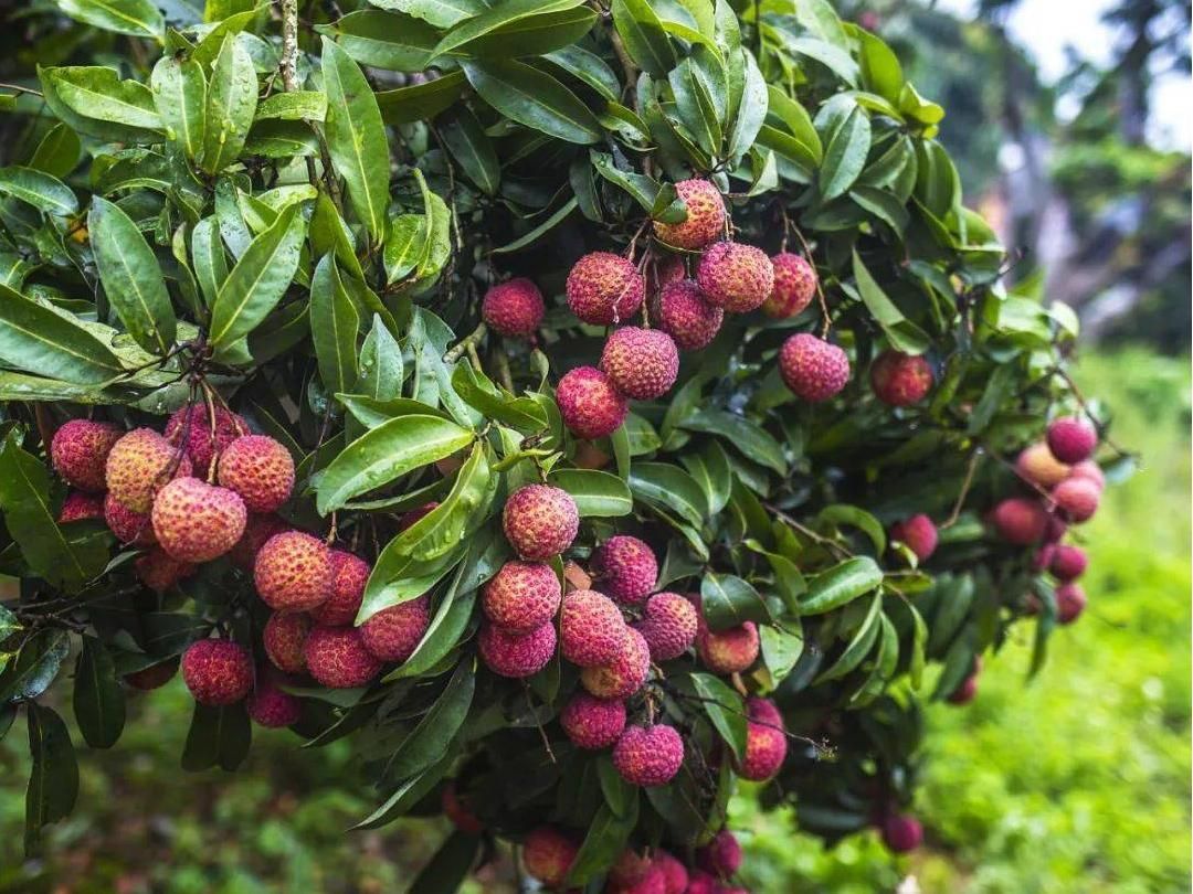 EAVISION J100 Precision Protection — Empowering Lingnan Lychee Excellence