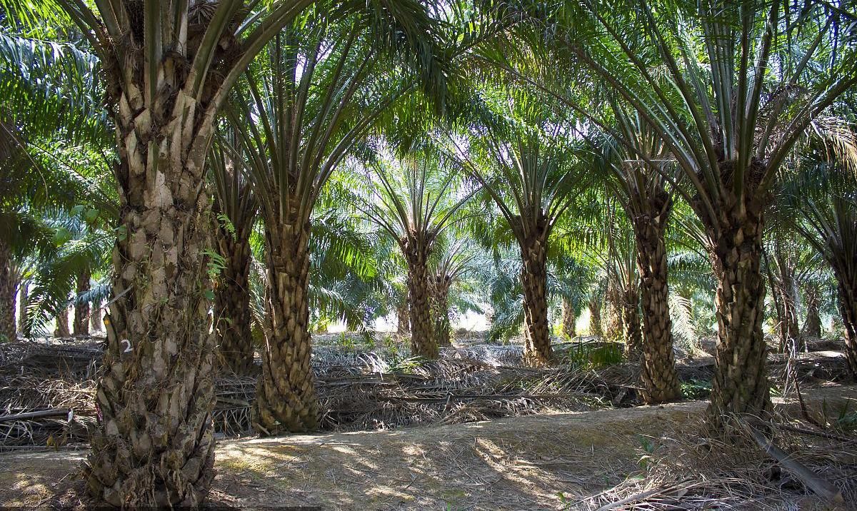 EAVISION J100 Smart Protection — Modernizing Oil Palm Estate Management