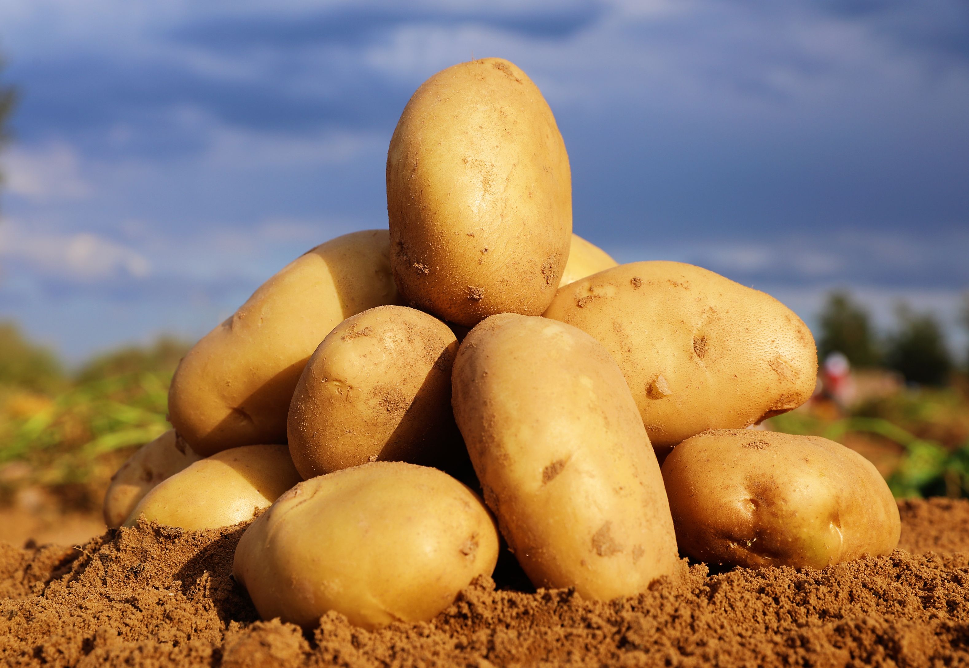 agricultural drone for potatoes