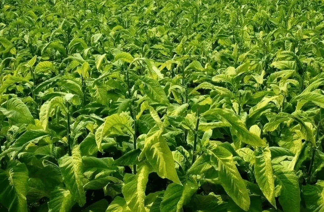 EAVISION J100 Breaks the Mountain Barrier — Protecting Tobacco on the Yunnan–Guizhou Plateau
