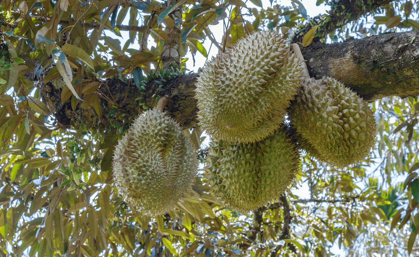 J150 Precision Protection — Tackling Tall Canopies for Thailand’s Durian