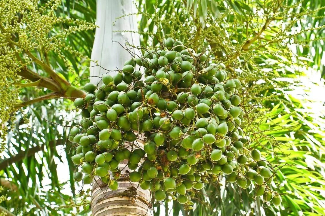 EAVISION J100 Crop Protection — Tech-Enabled Stability for Sanya Areca Palm