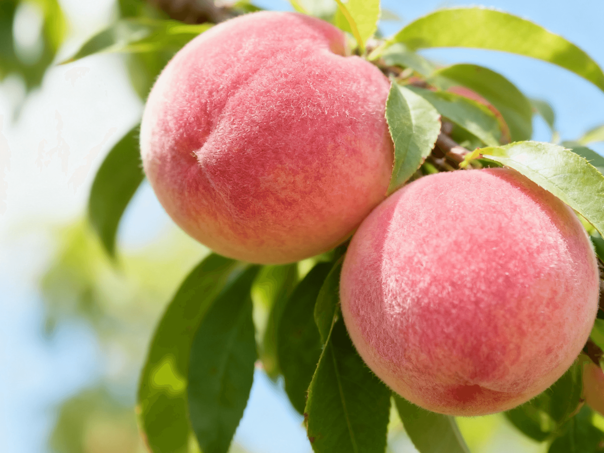 Precision & Efficiency: J150 Drone Guidelines for Peach Pest & Disease Control