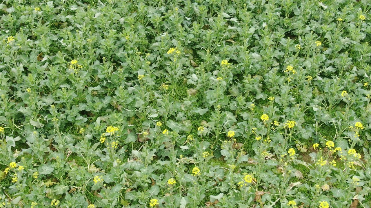 J100 Crop Protection for Rapeseed: Boosting Yield and Efficiency