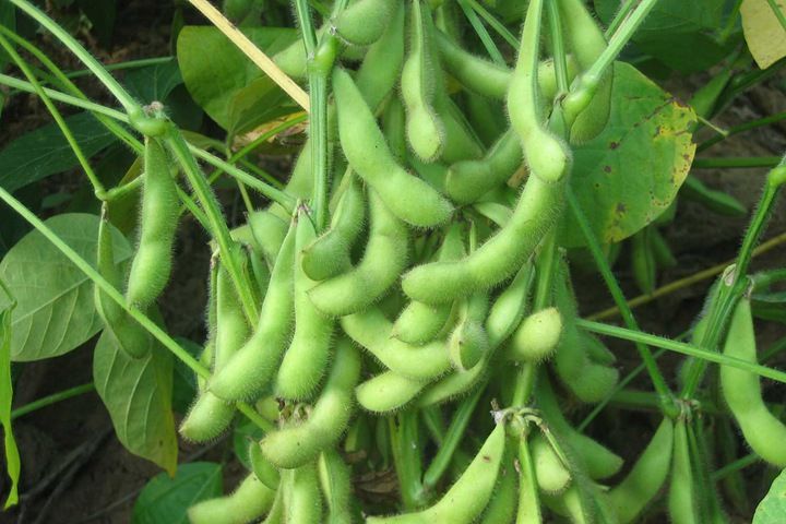 drone spraying soybeans