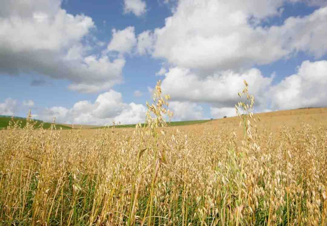 agricultural spraying drones for crop