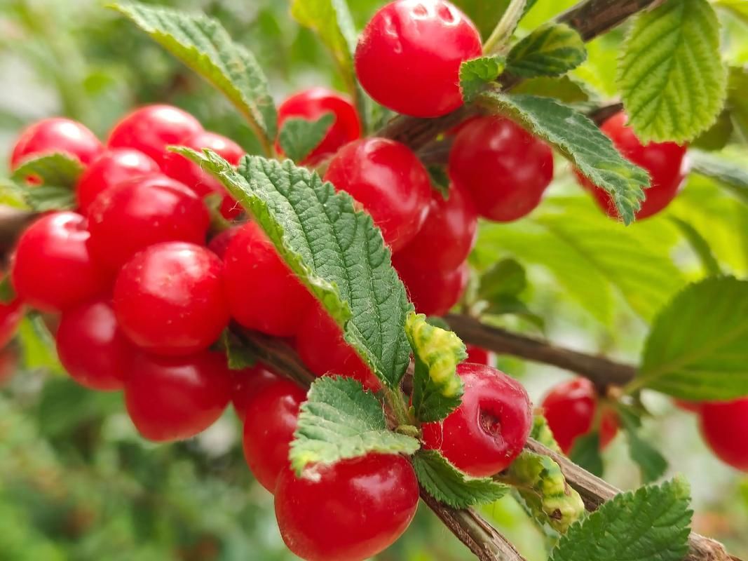 J100 Precision Protection — Empowering Cherry "Ruby" Quality