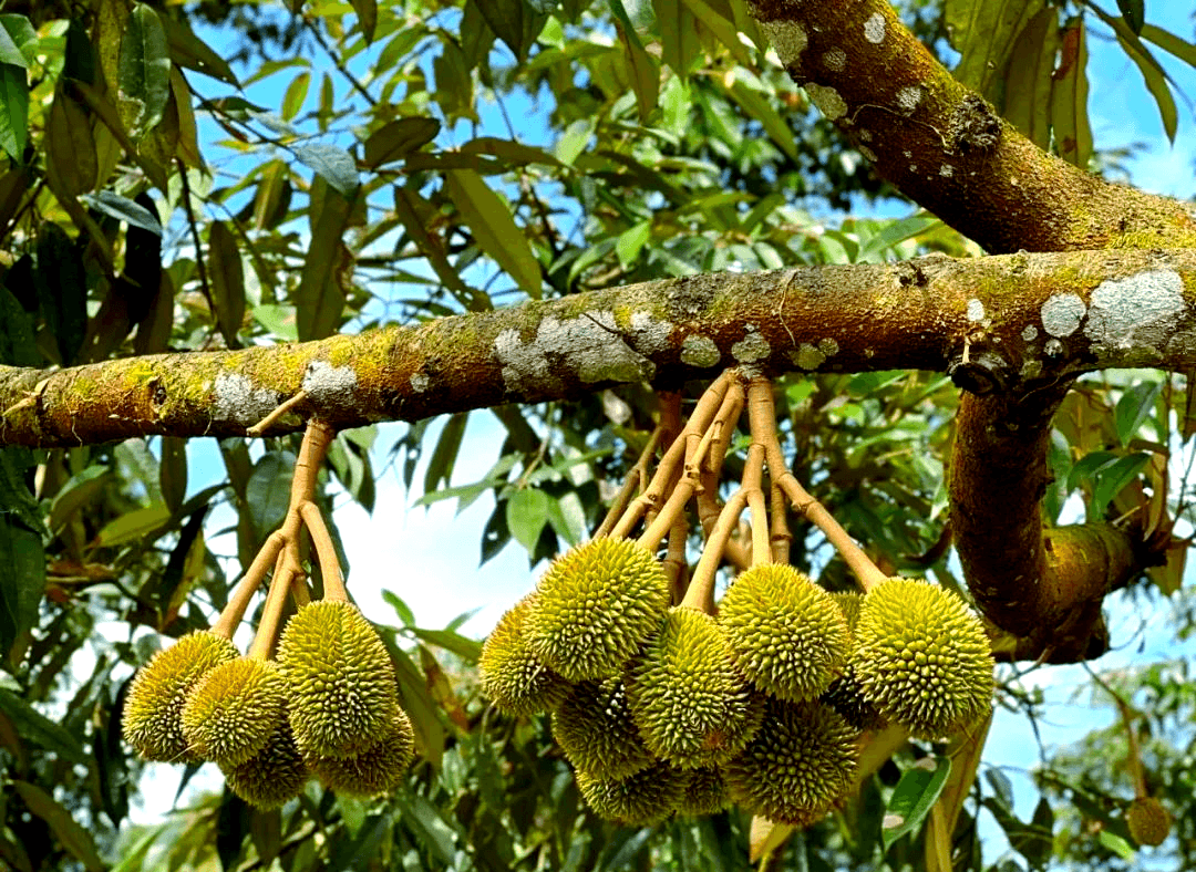 J150 Precision Protection — Tackling Tall Canopies for Thailand’s Durian