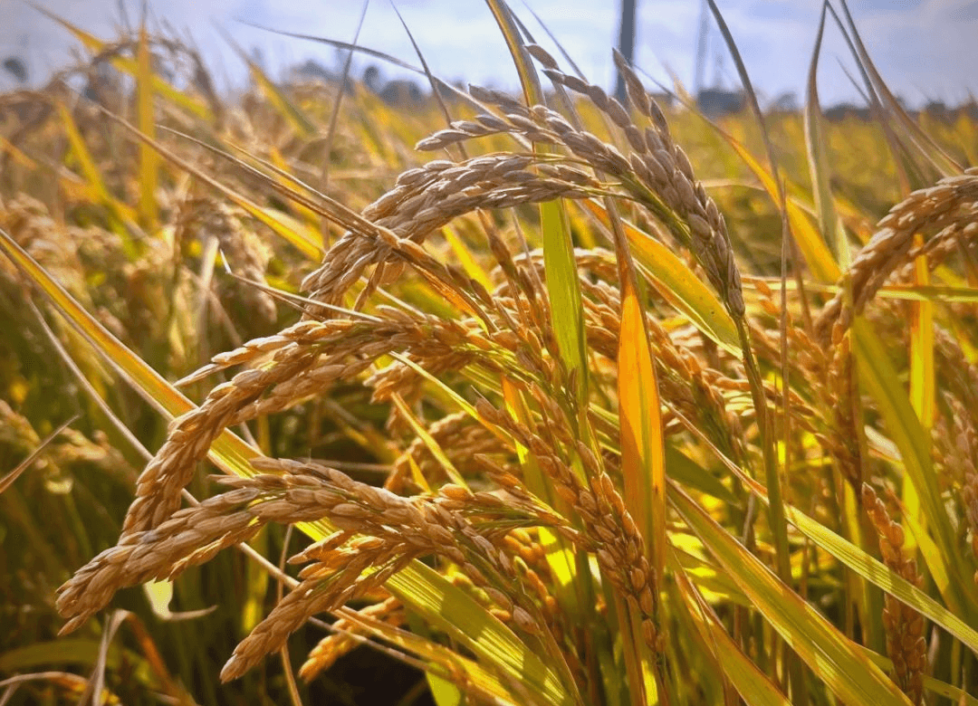 Rice Drone Spraying