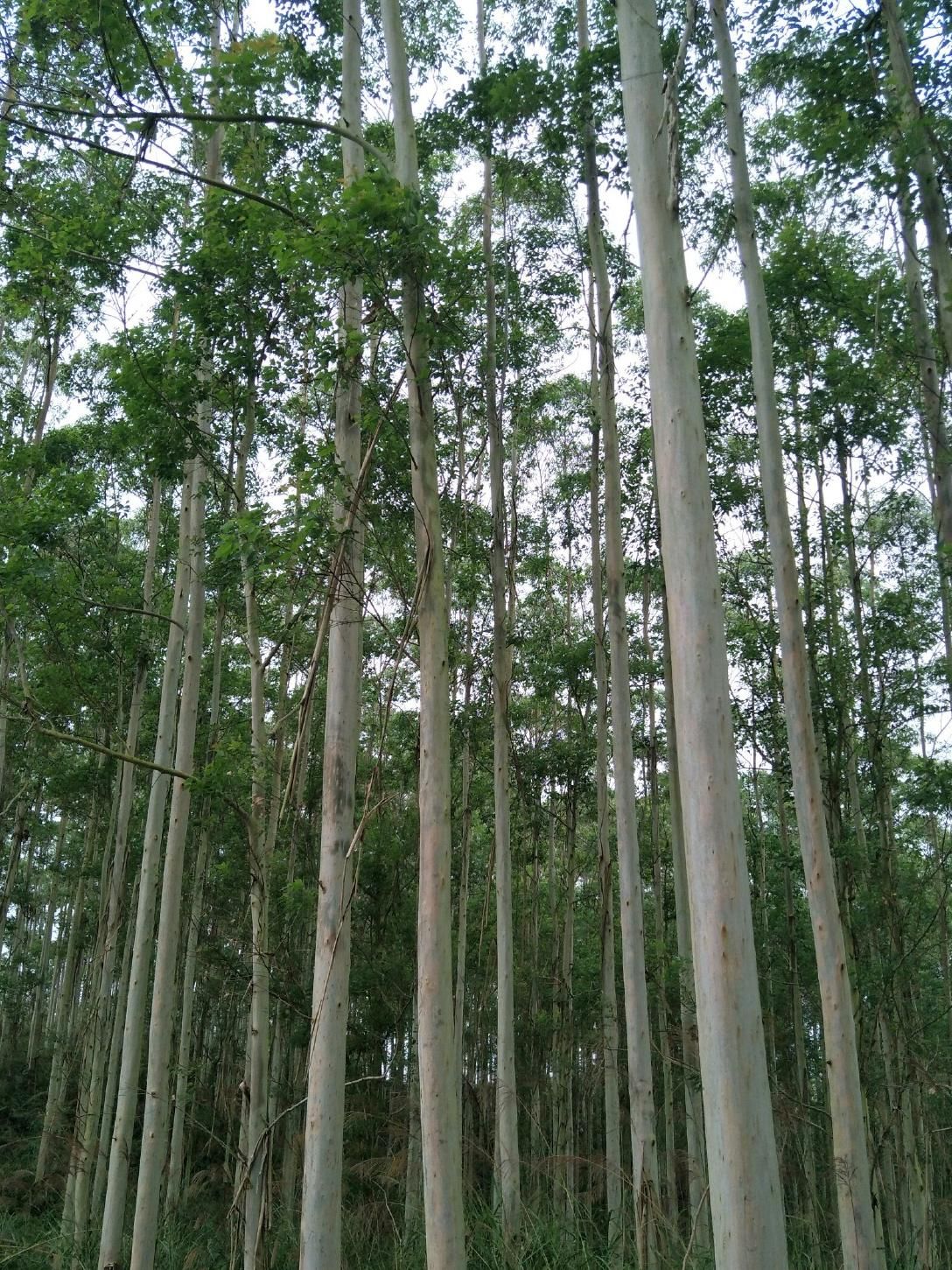 EAVISION J150 Shields Fast-Growing Eucalyptus — Precision UAV-Based Protection for a Sustainable Green Industry