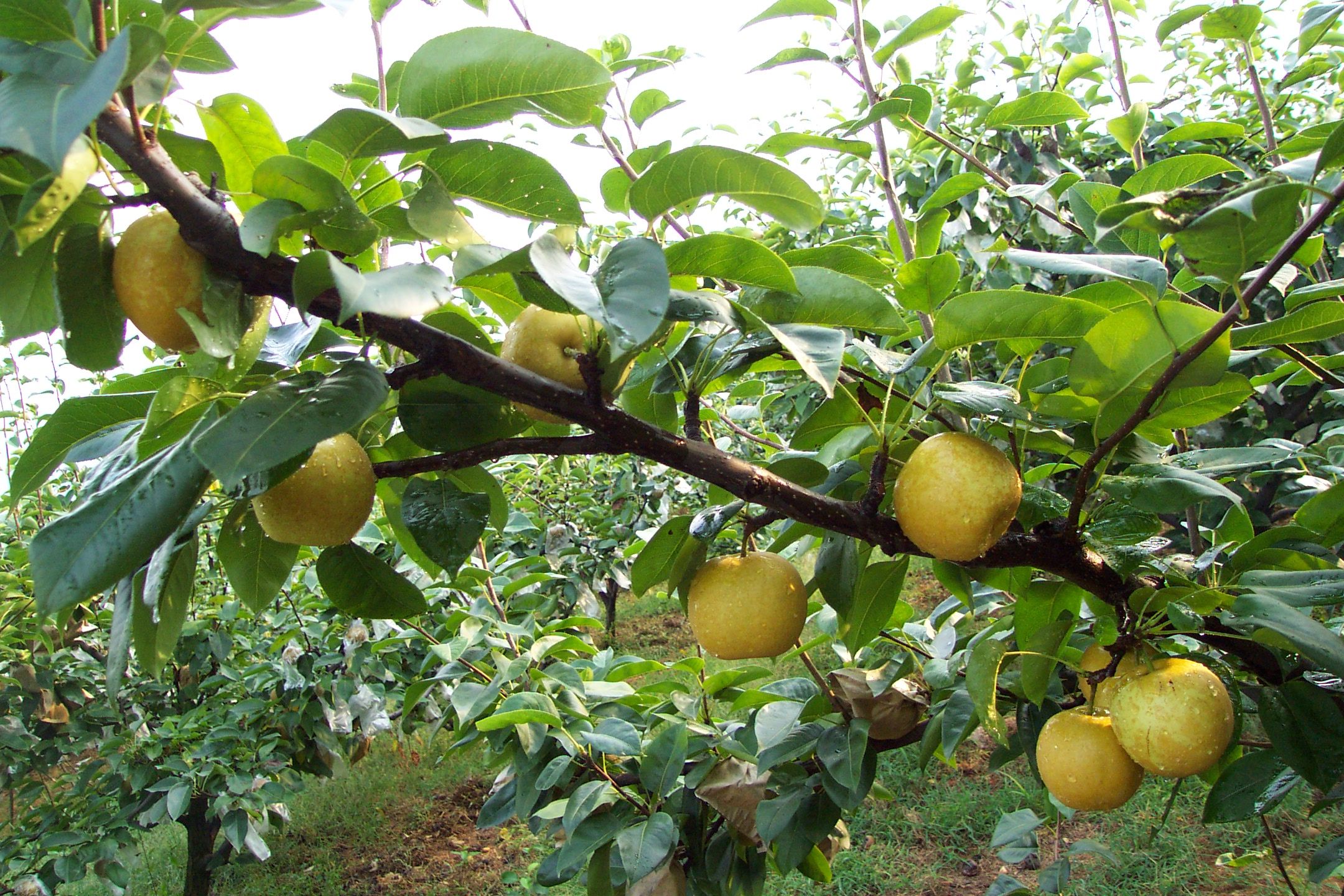 Pear (Pyrus spp.) is a perennial, deciduous fruit tree in the Rosaceae family