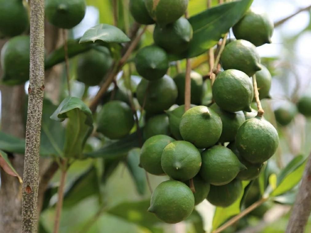J100 Precision Protection — Macadamia (“King of Nuts”) Crop Care
