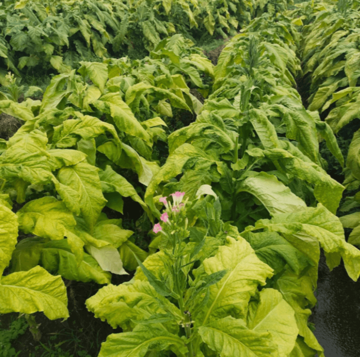 EAVISION J100 Breaks the Mountain Barrier — Protecting Tobacco on the Yunnan–Guizhou Plateau