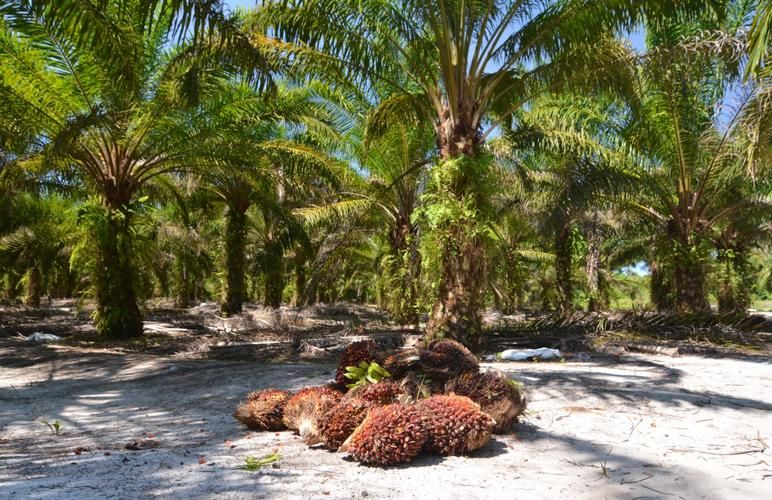 EAVISION J100 Smart Protection — Modernizing Oil Palm Estate Management