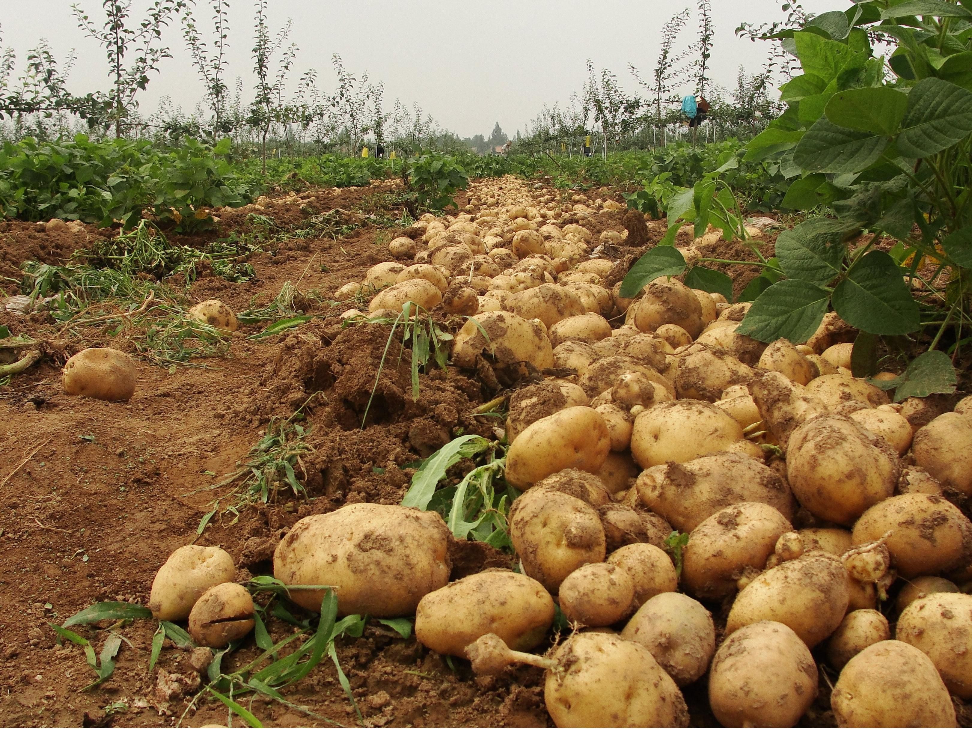 EAVISION J150 UAV-Based Protection — Securing High Yields in Potato