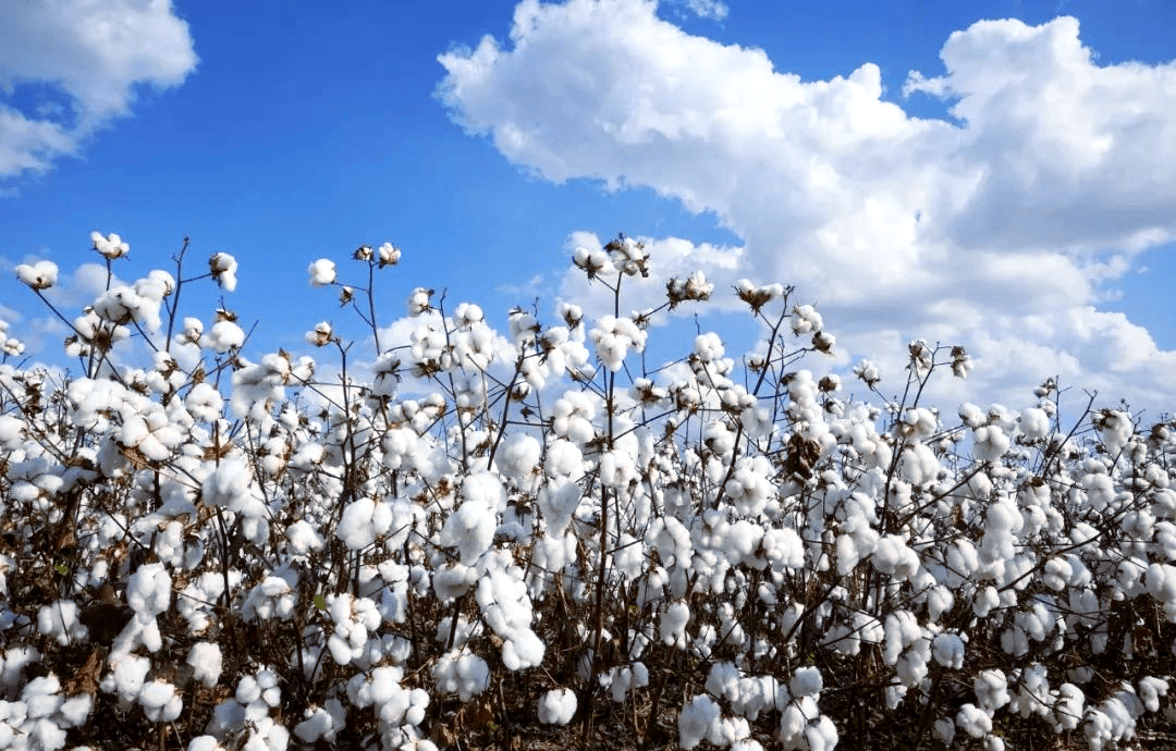 J100 High-Efficiency Crop Protection — Precision Defoliation for Cotton