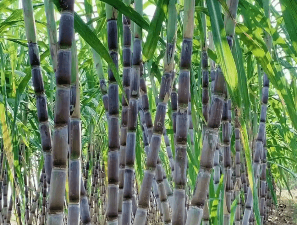 Sugarcane